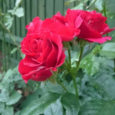 Rosa 'Paisley Abbey'