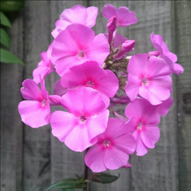 Plant image Phlox paniculata 'Valentina'