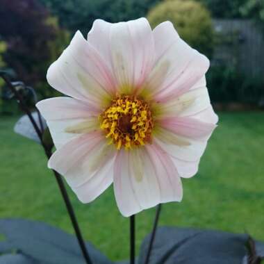 Dahlia 'Twyning's After Eight'