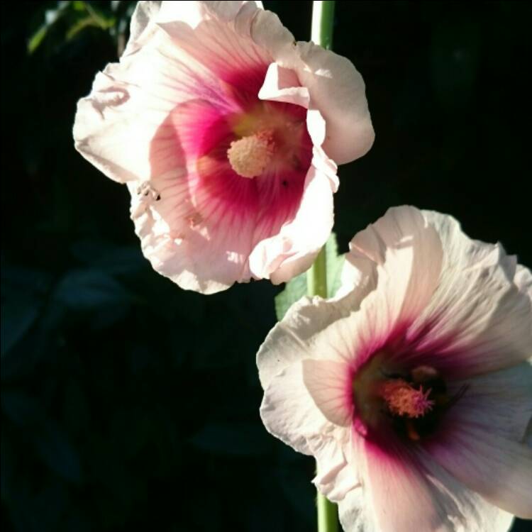 Plant image Alcea rosea 'Halo Blush' (Halo Series)