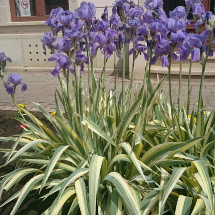 Plant image Iris pseudacorus