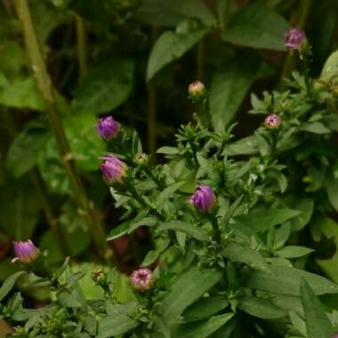 Aster x dumosus 'Professor Anton Kippenberger'