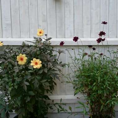 Cosmos atrosanguineus syn. Bidens atrosanguinea, Cosmos atrosanguineus 'Chocolate', Cosmos diversifolius atrosanguineus