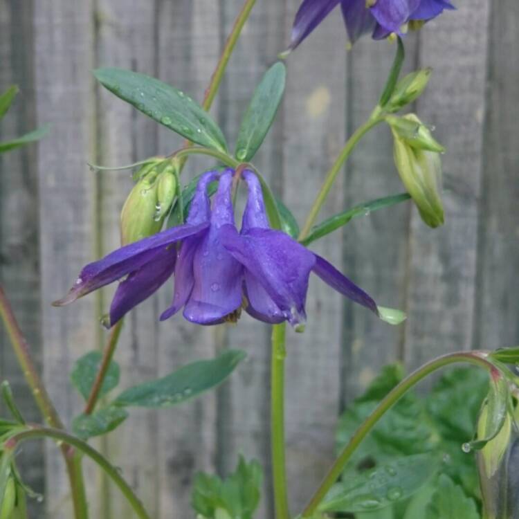 Plant image Aquilegia alpina