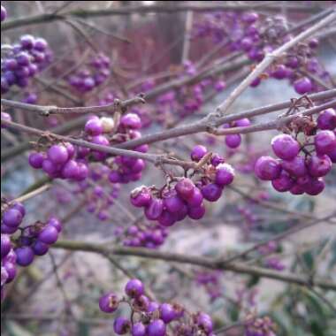 Callicarpa bodinieri var giraldii 'Profusion' syn. Callicarpa bodinieri 'Profusion'