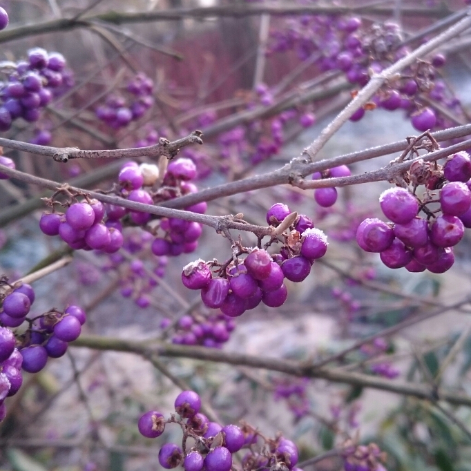 Plant image Callicarpa bodinieri var giraldii 'Profusion' syn. Callicarpa bodinieri 'Profusion'