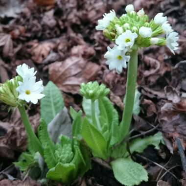 Primula denticulata 'Confetti White'