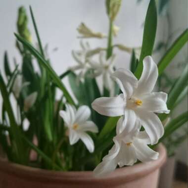 Chionodoxa luciliae (Gigantea Group) 'Alba' syn Scilla luciliae 'Alba'