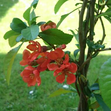 Chaenomeles japonica 'Cido'