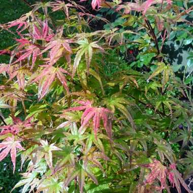 Acer Palmatum 'Phoenix'