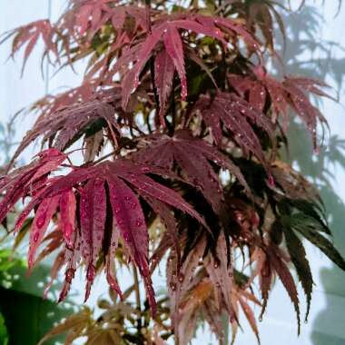 Acer Palmatum 'Pixie'