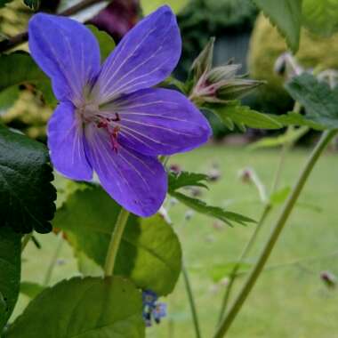 Geranium