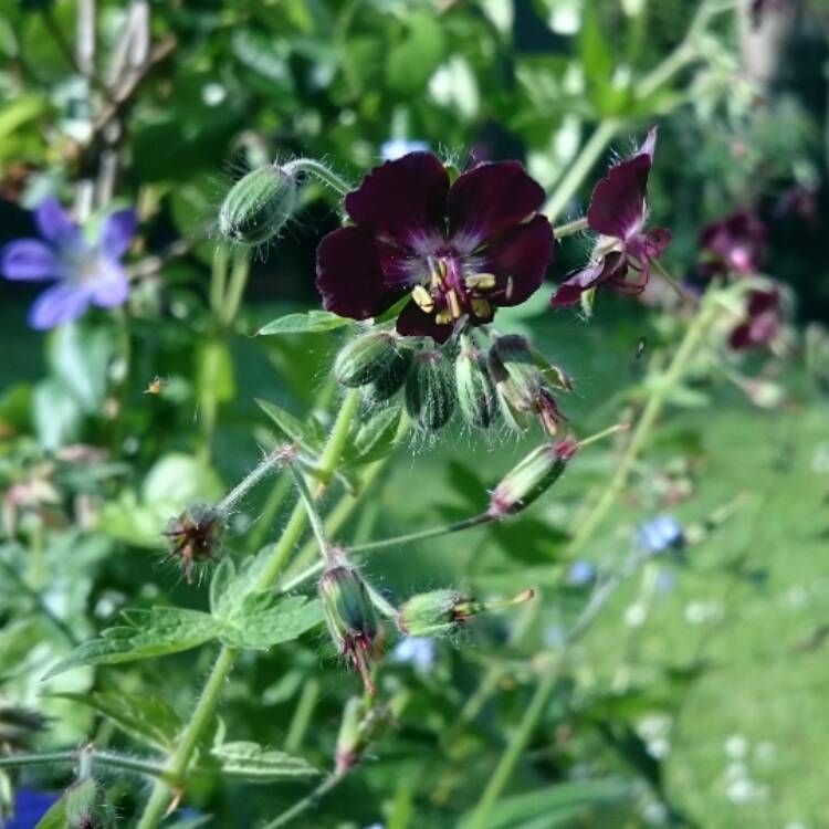 Plant image Geranium phaeum 'Samobor'