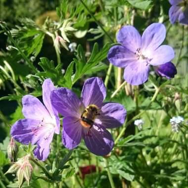 Geranium x johnsonii 'Johnson's Blue'