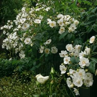 Rosa 'Rambling Rector'