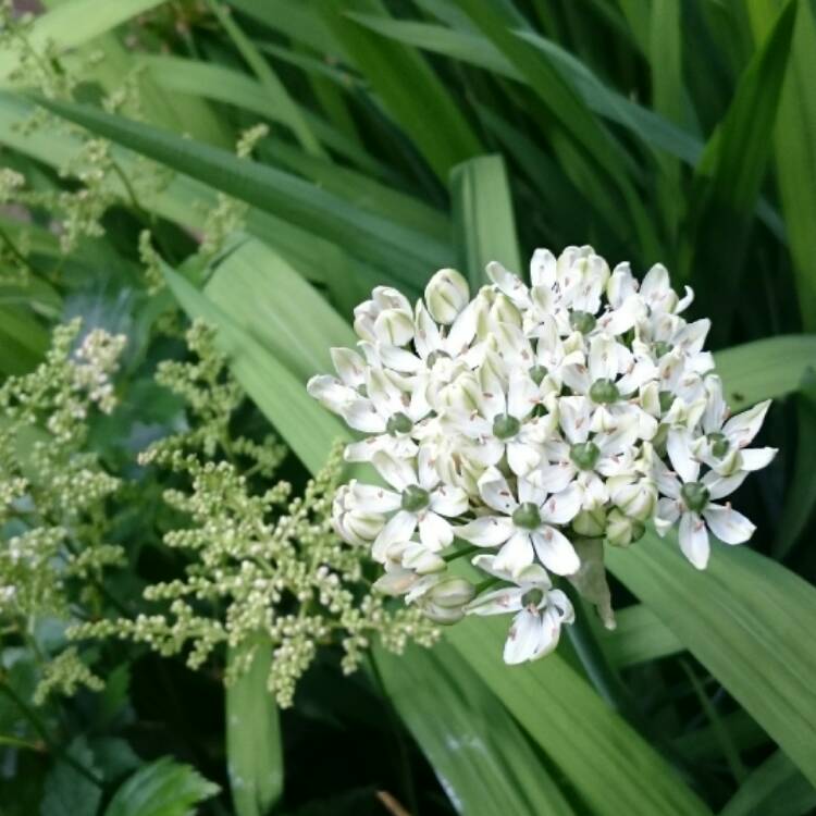 Plant image Allium nigrum syn. Allium multibulbosum, Allium nigrum var. multibulbosum