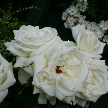 Rosa 'Poulari' syn. Rosa 'Silver Anniversary', Rosa 'Roy Black', Rosa 'Isis', Rosa 'Karen Blixen'