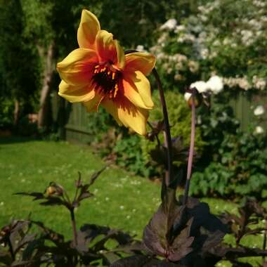 Dahlia 'Hamspirit' syn. Dahlia 'Mystic Spirit', Dahlia 'Best Bett'