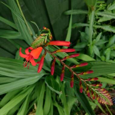 Crocosmia 'Lucifer'