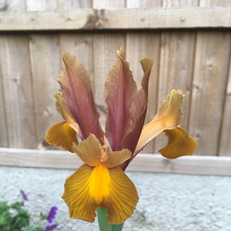 Plant image Iris x hollandica 'Bronze Beauty'