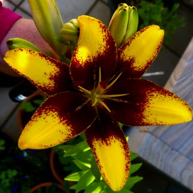 Lily 'Lionheart' (Asiatic)