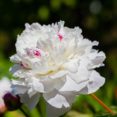 Peony 'Festiva Maxima' (Herbaceous)