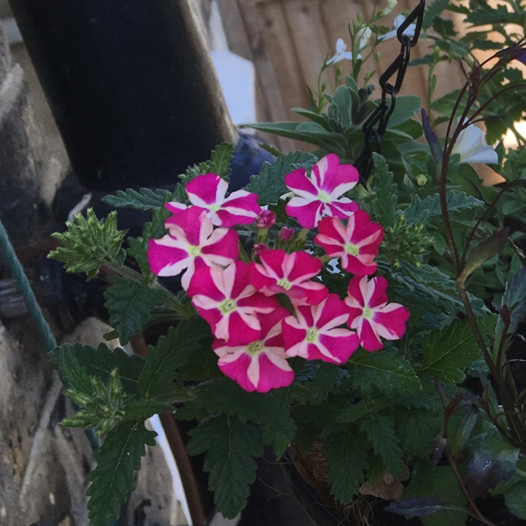 Plant image Verbena 'Voodoo Star'