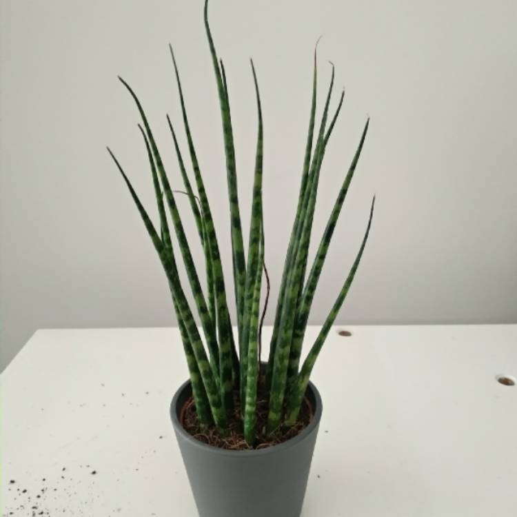 Plant image Dracaena bacularis syn. Sansevieria bacularis