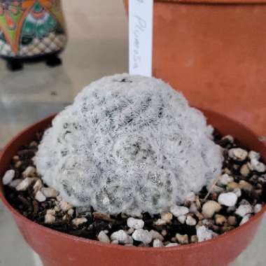 Mammillaria plumosa