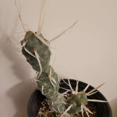 Tephrocactus articulatus 'Papyracanthus' syn. Tephrocactus articulatus var. papyracanthus