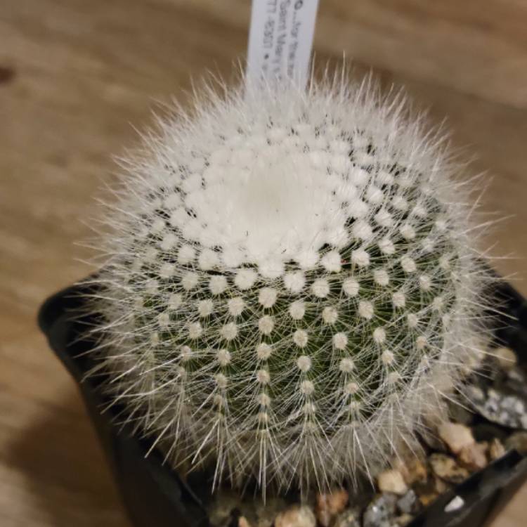 Plant image Notocactus succineus var. albispinus syn. Parodia scopa f. albiseta