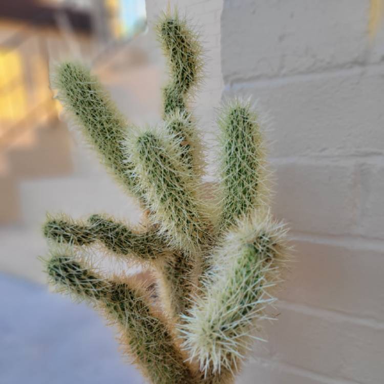 Plant image Cylindropuntia bigelovii