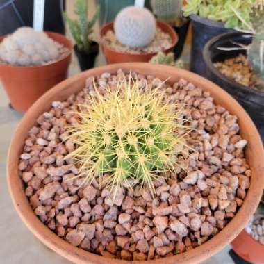 Golden barrel cactus