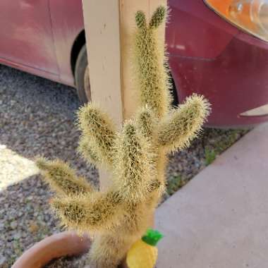 Teddy Bear Cholla