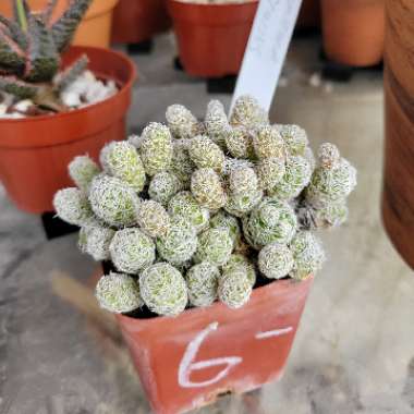 Thimble Cactus 'Gracilis'