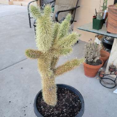 Teddy Bear Cholla