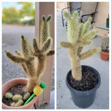 Teddy Bear Cholla