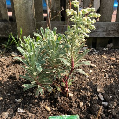 Mediterranean Spurge 'Silver Edge'