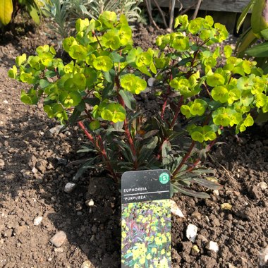 Wood Spurge 'Purpurea'