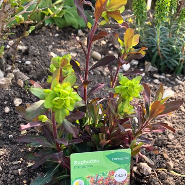 Wood Spurge 'Purpurea'