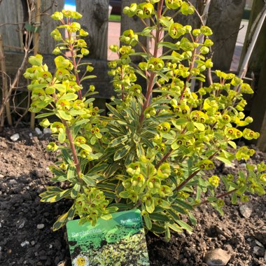 Martin's Spurge 'Ascot Rainbow'