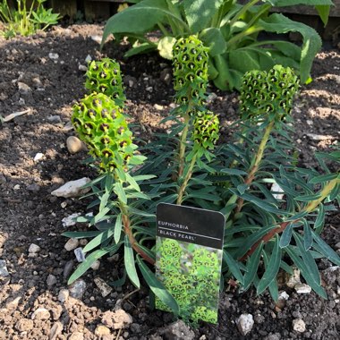 Mediterranean Spurge 'Black Pearl'