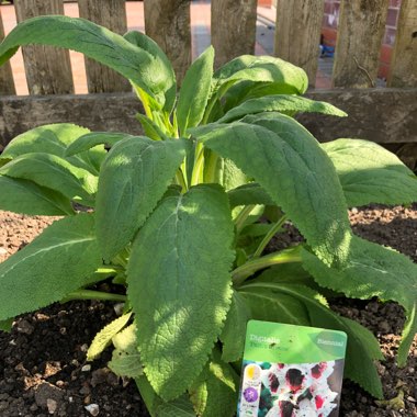 Foxglove 'Pam's Choice'