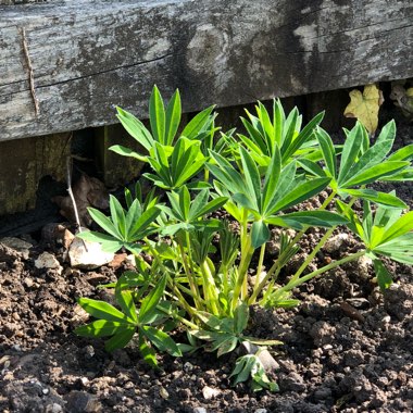 Lupin 'Gallery Blue'