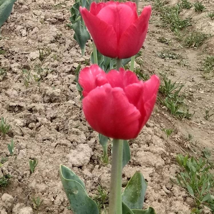 Plant image Tulipa 'Apeldoorn'