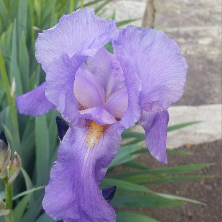 Plant image Iris x germanica 'Feed Back'