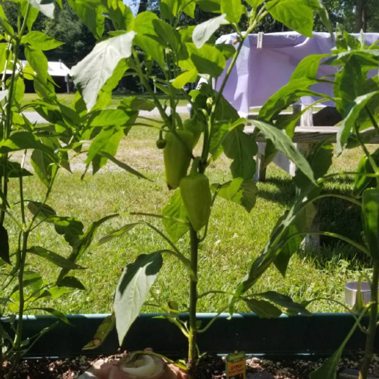 Plant image Capsicum 'Gypsy'