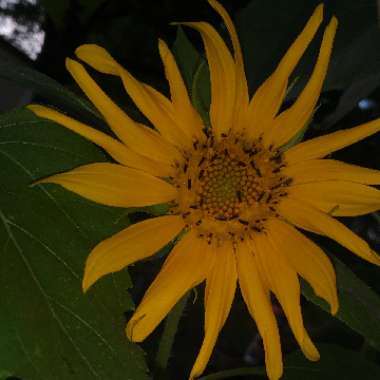 Sunflower 'Dwarf Sungold'