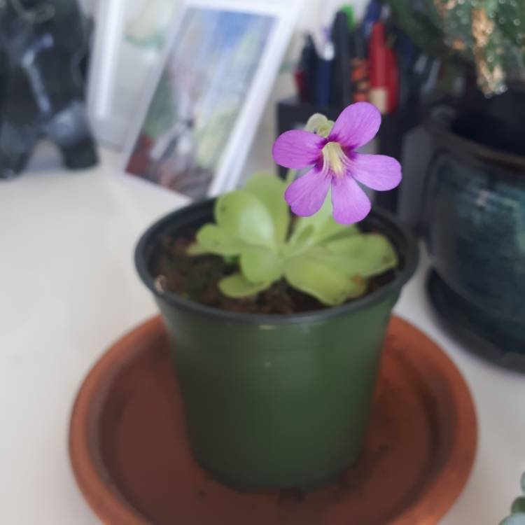 Plant image Pinguicula 'Pirouette'