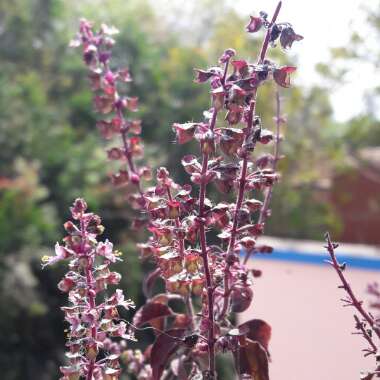 aashuKapil's garden